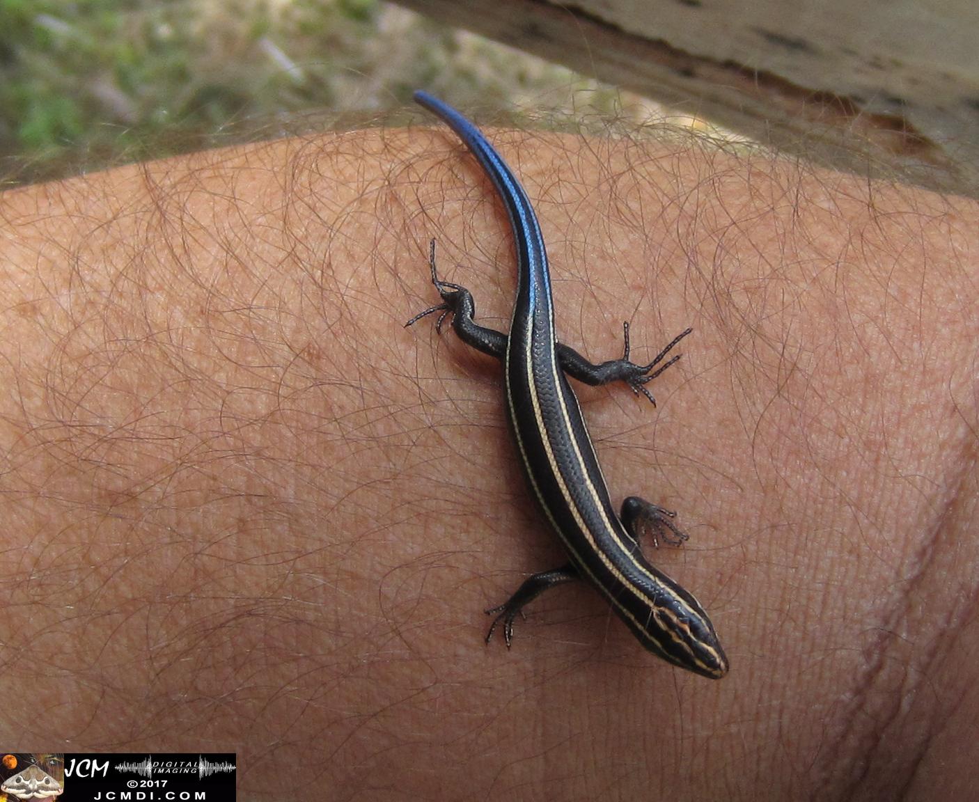 Kentucky Blue-tailed Skink on arm